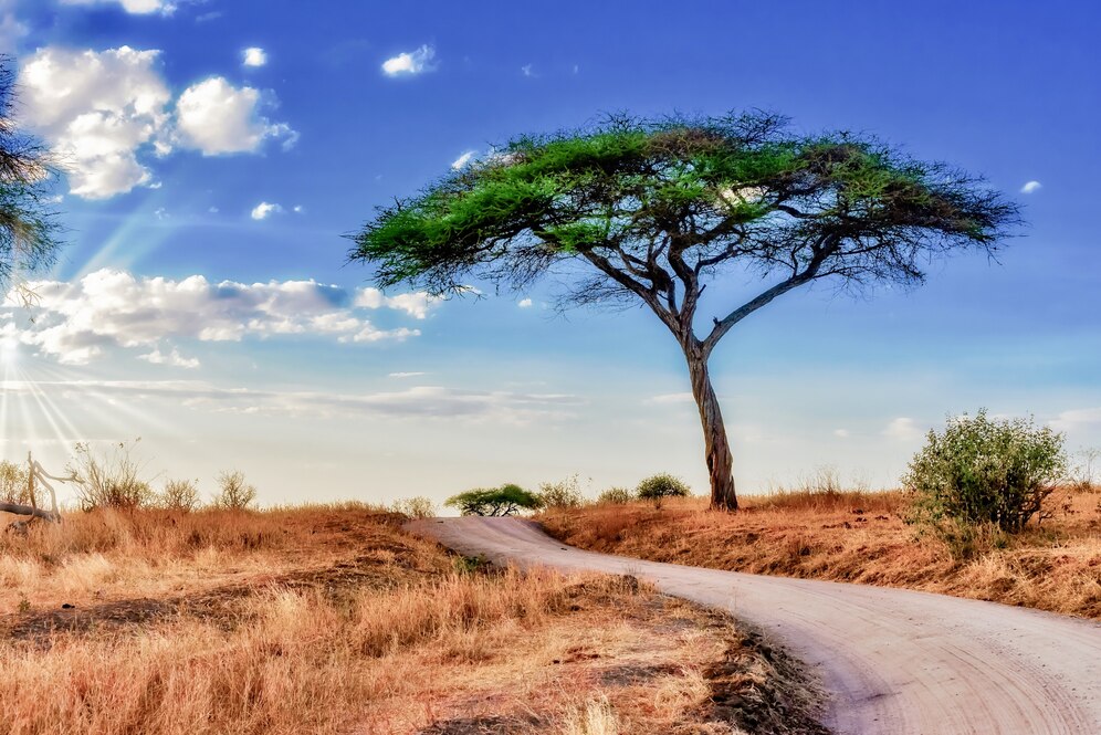 beautiful shot tree savanna plains with blue sky_181624 21992